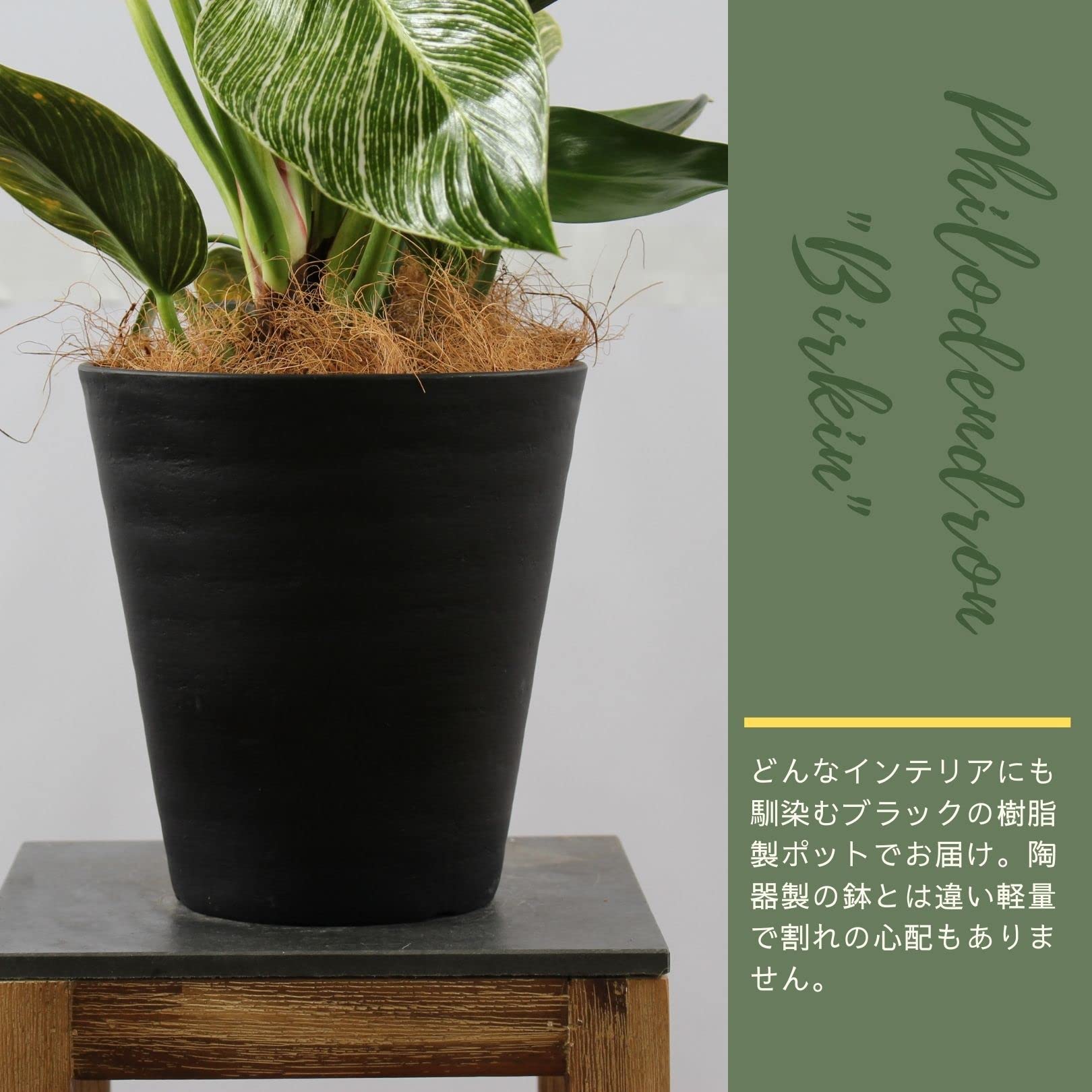 Amazon｜フィロデンドロン バーキン 6号 受け皿付 【観葉植物 本物